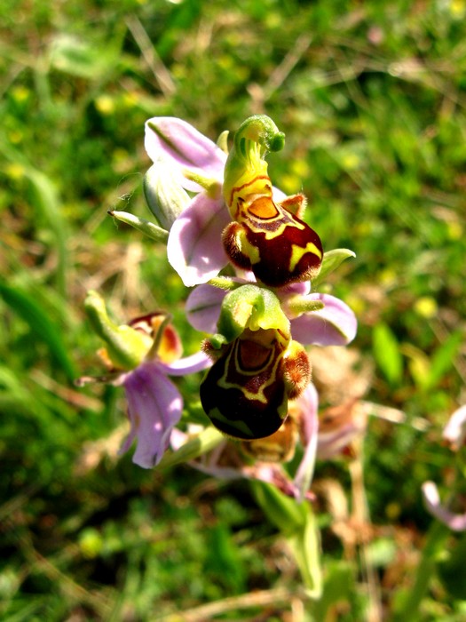 Ophrys spec